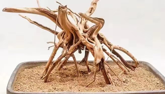 wood root for aquasacaping and reptile 