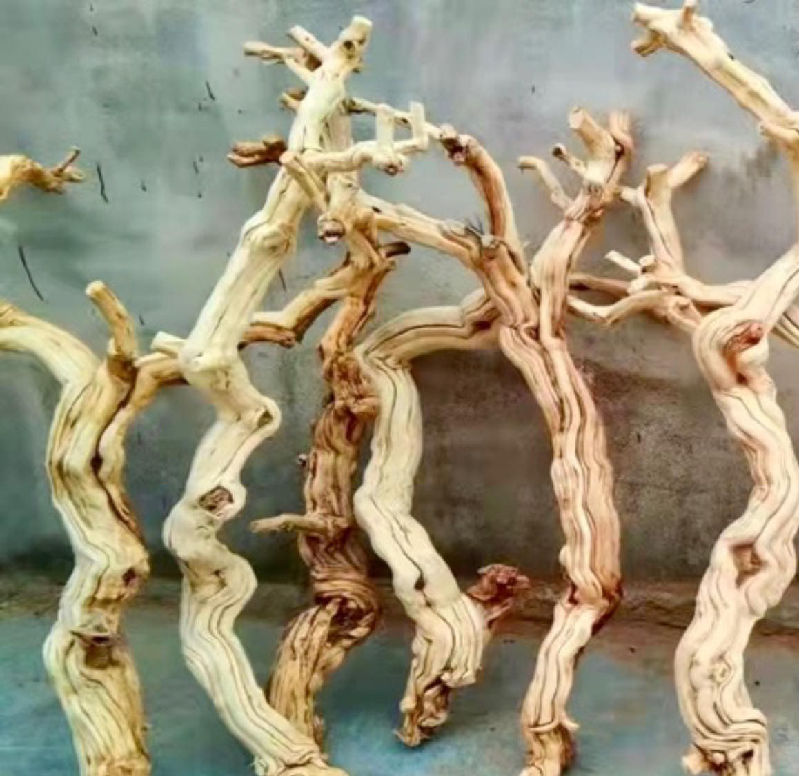 honeysuckle wood  for aquascaping and reptile 