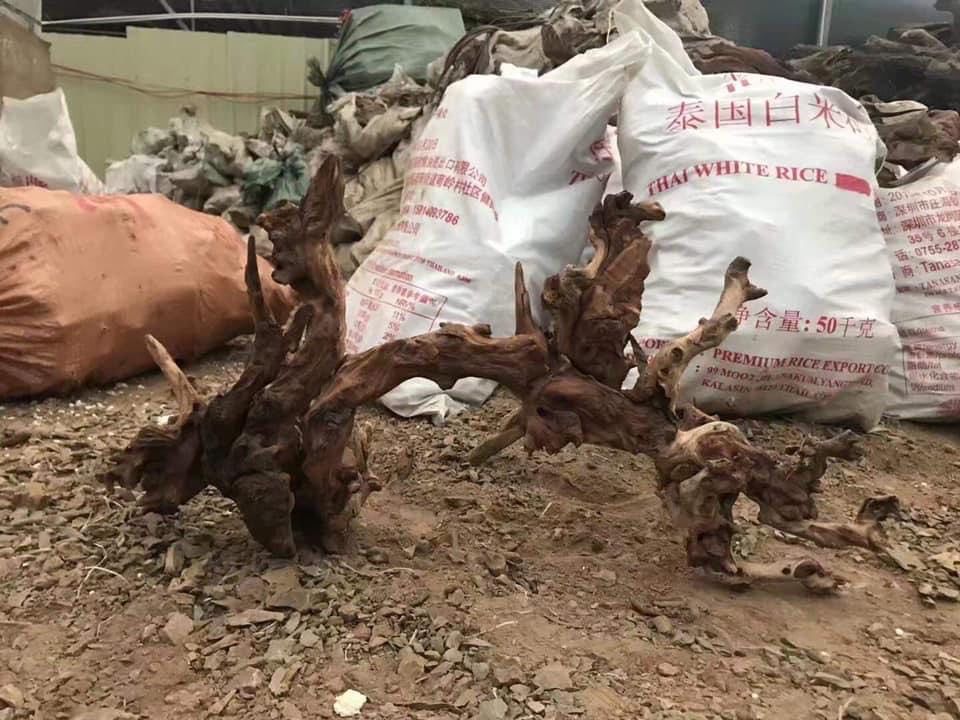 large driftwood for aquascaping and reptile 